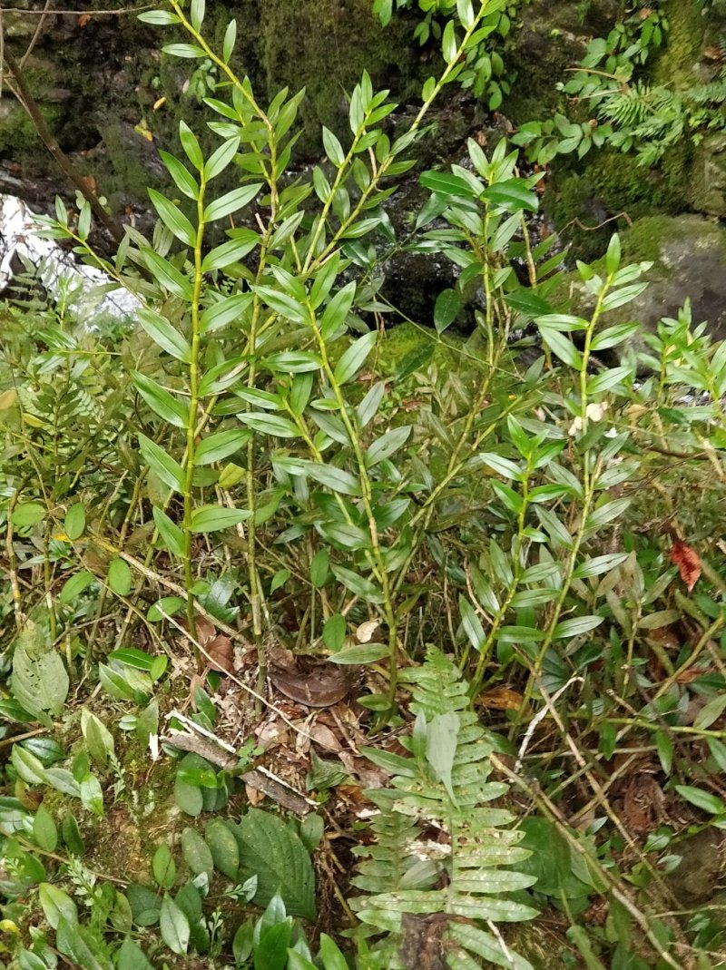 罗河石斛