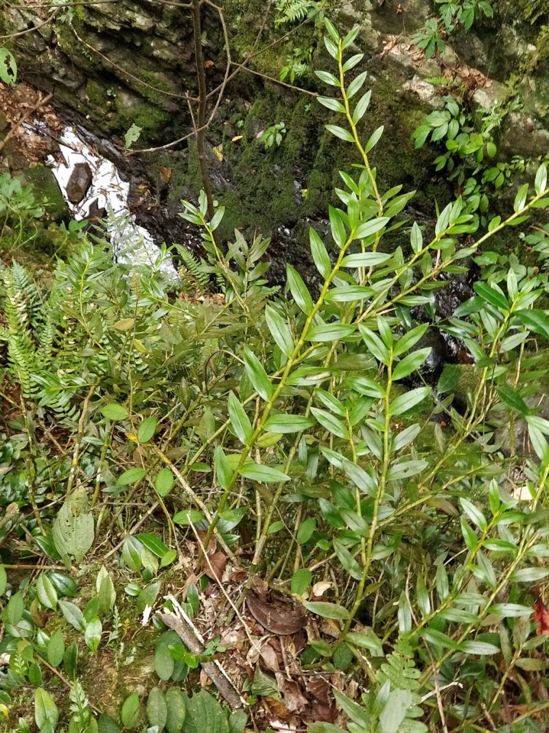 罗河石斛