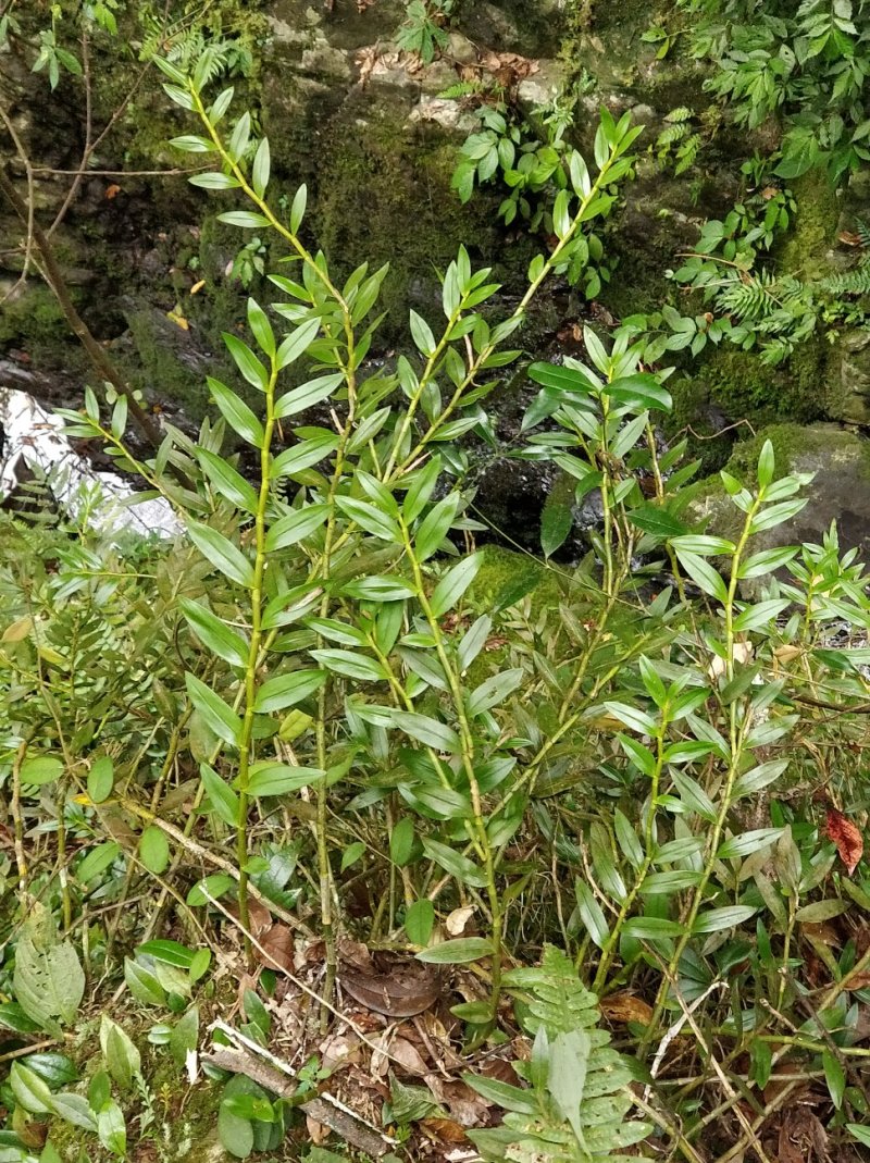 罗河石斛