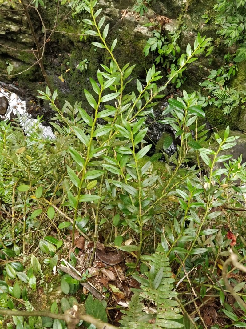 罗河石斛