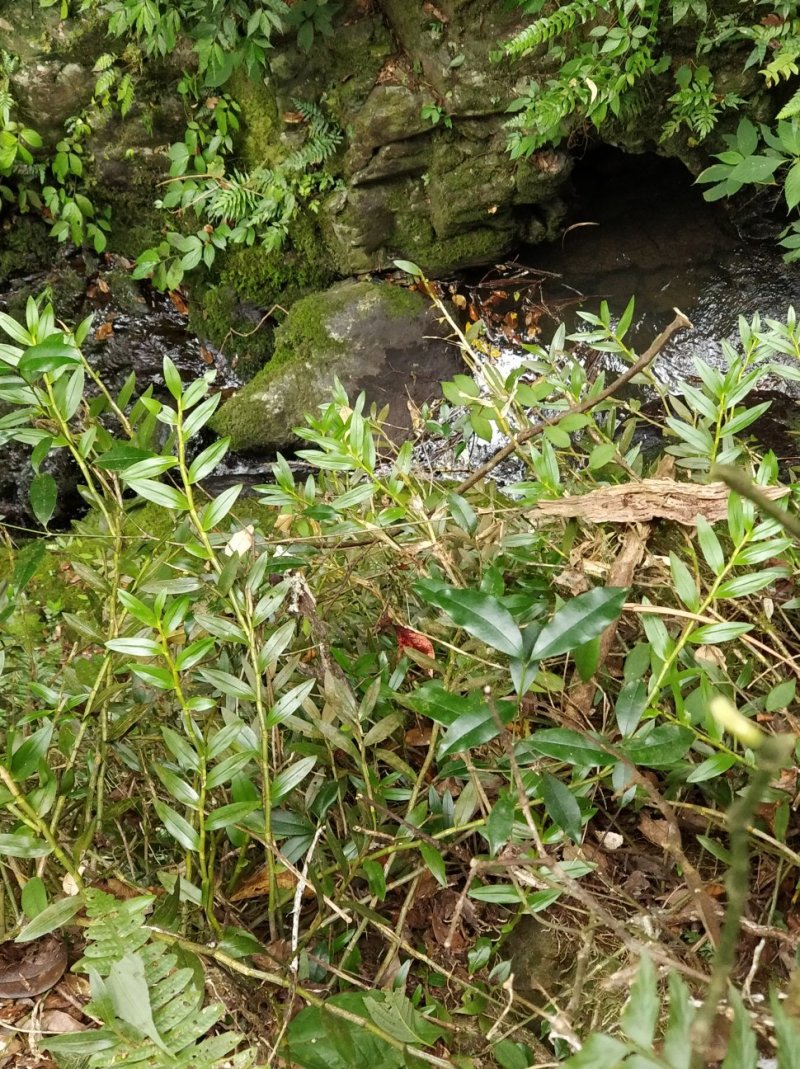 罗河石斛