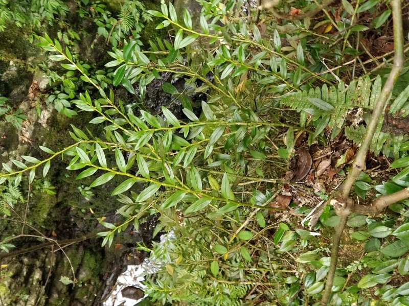 罗河石斛