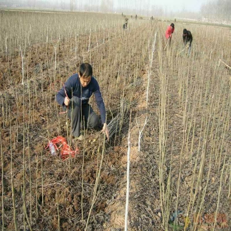核桃树。核桃苗，核桃树苗，自家苗圃出售无中介