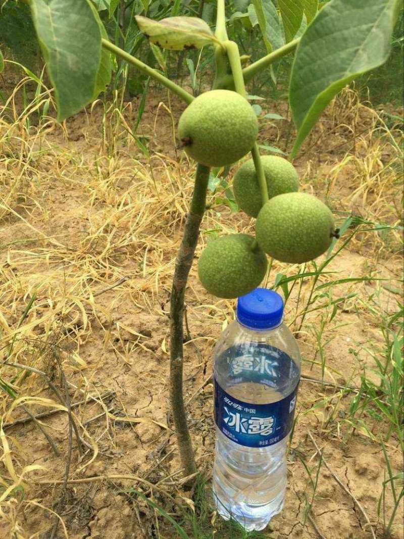 核桃树。核桃苗，核桃树苗，自家苗圃出售无中介