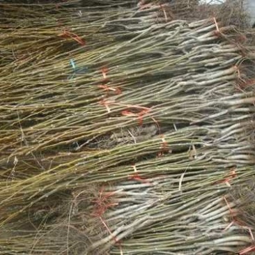 核桃树。核桃苗，核桃树苗，自家苗圃出售无中介