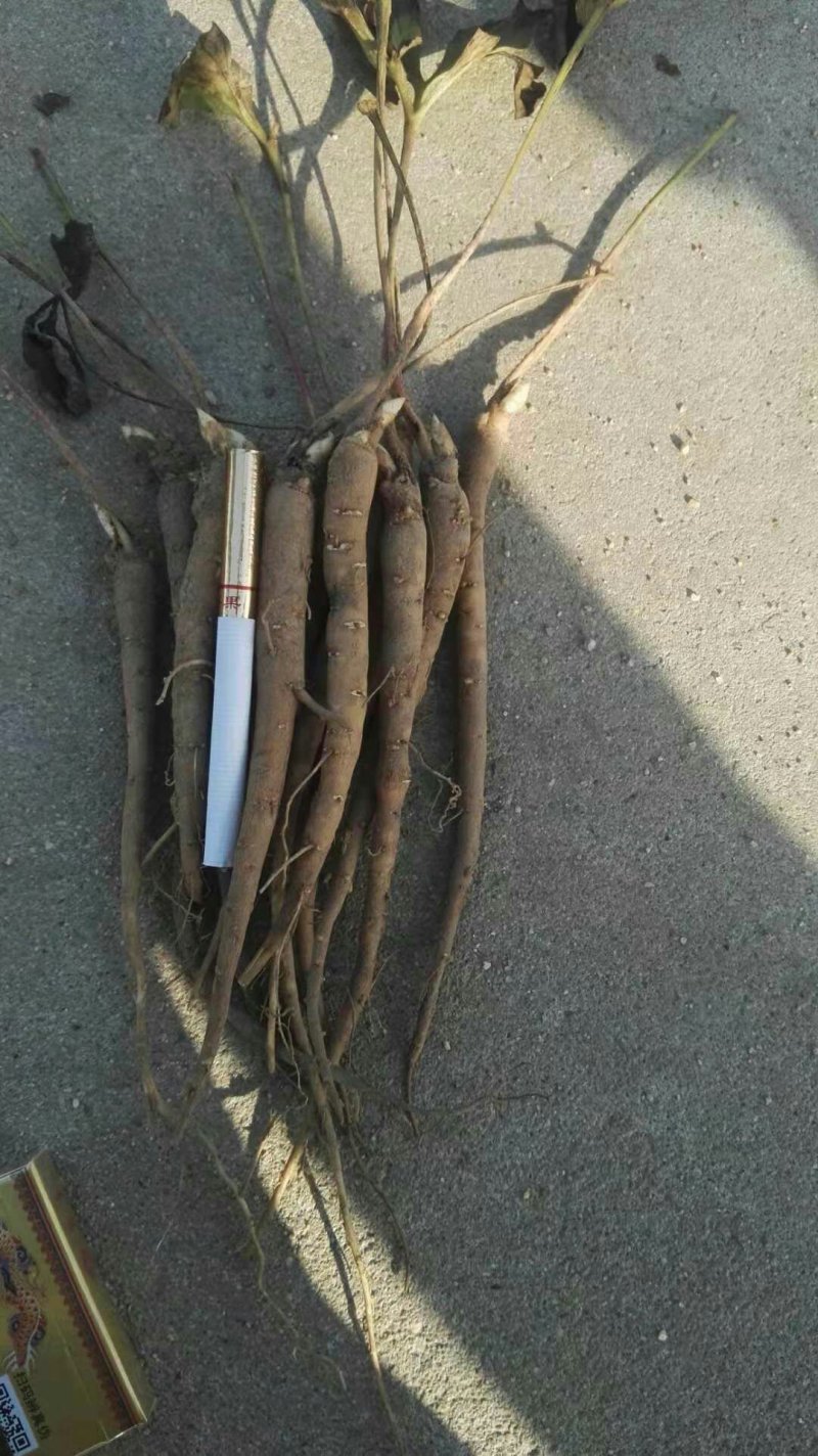 芍药，纯正菏泽产地赤芍苗出售，质量纯正，产地直销