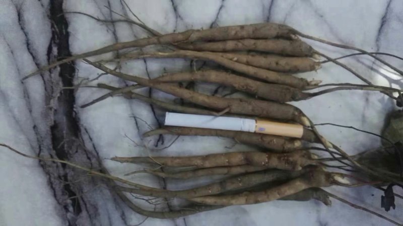 芍药，纯正菏泽产地赤芍苗出售，质量纯正，产地直销