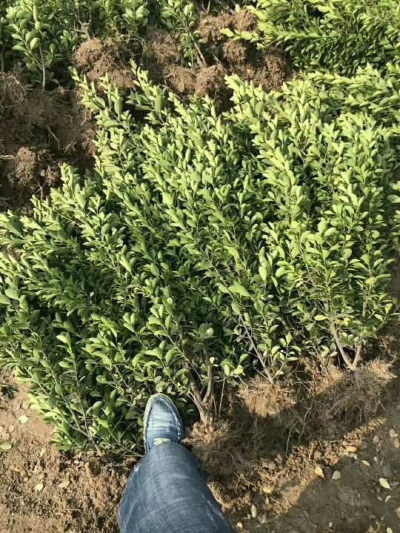 大叶黄杨苗，基地大量批发，保证质量，各种规格都有。