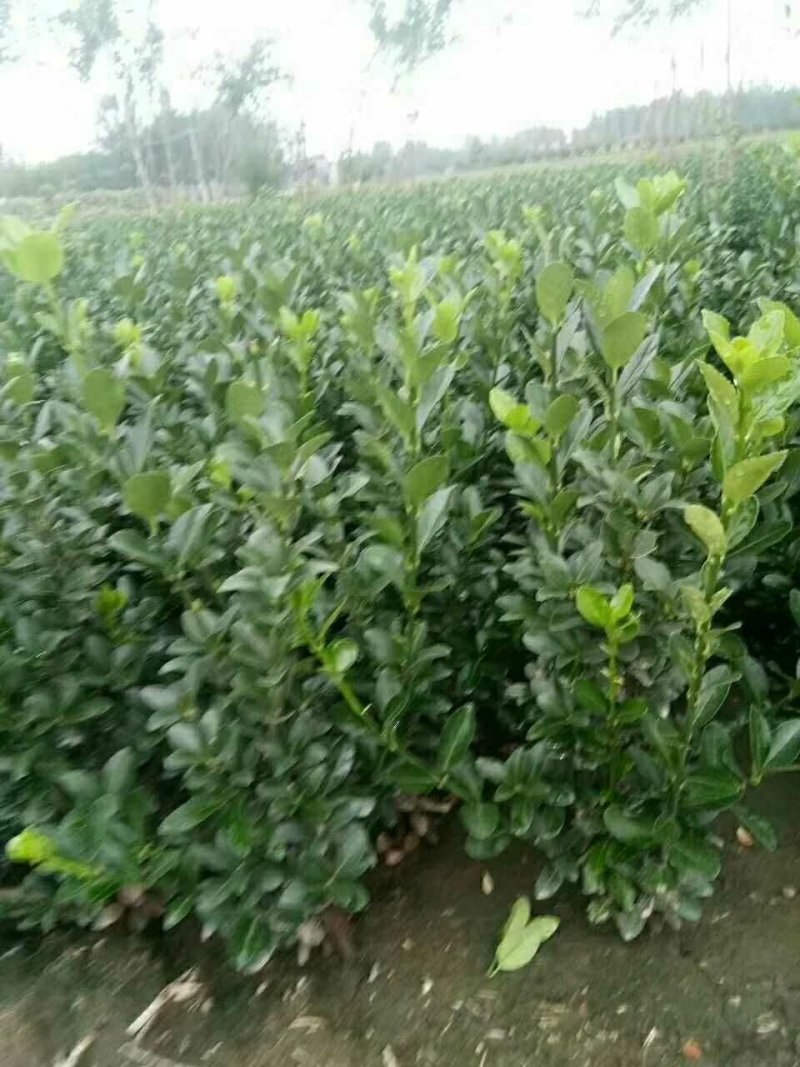 大叶黄杨苗，基地大量批发，保证质量，各种规格都有。