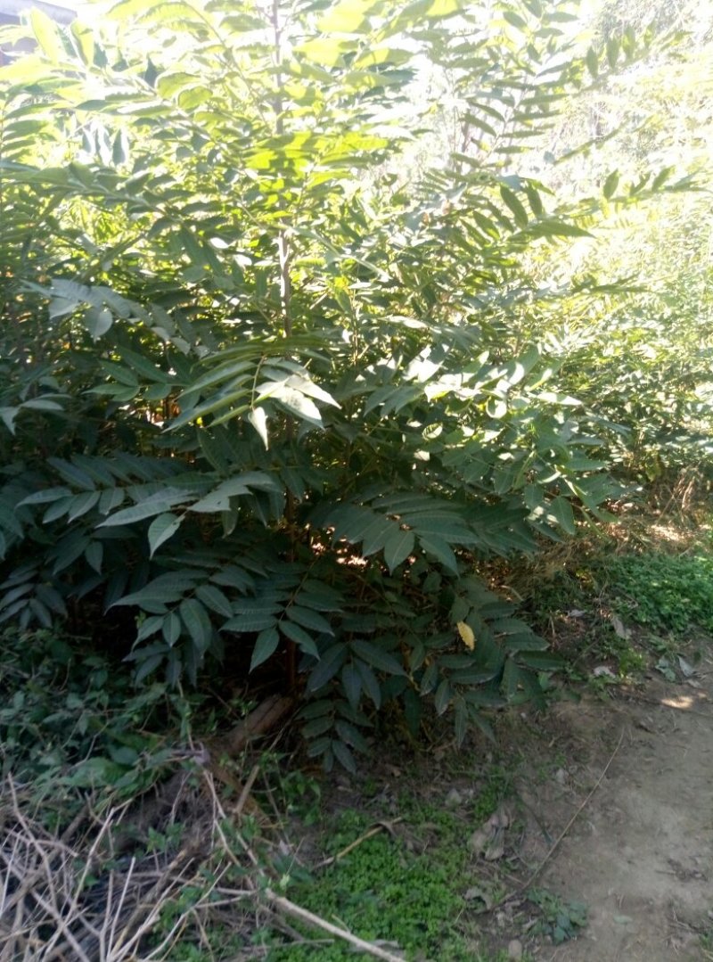 红油香椿树30~50cm