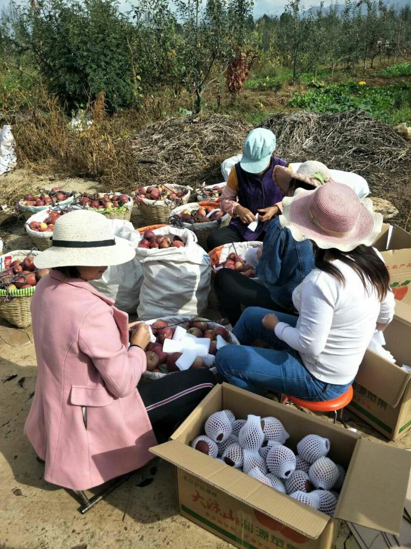 盐源苹果