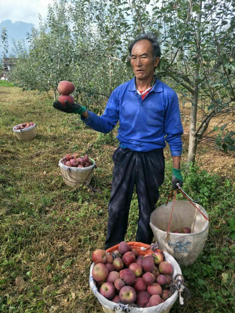 盐源苹果
