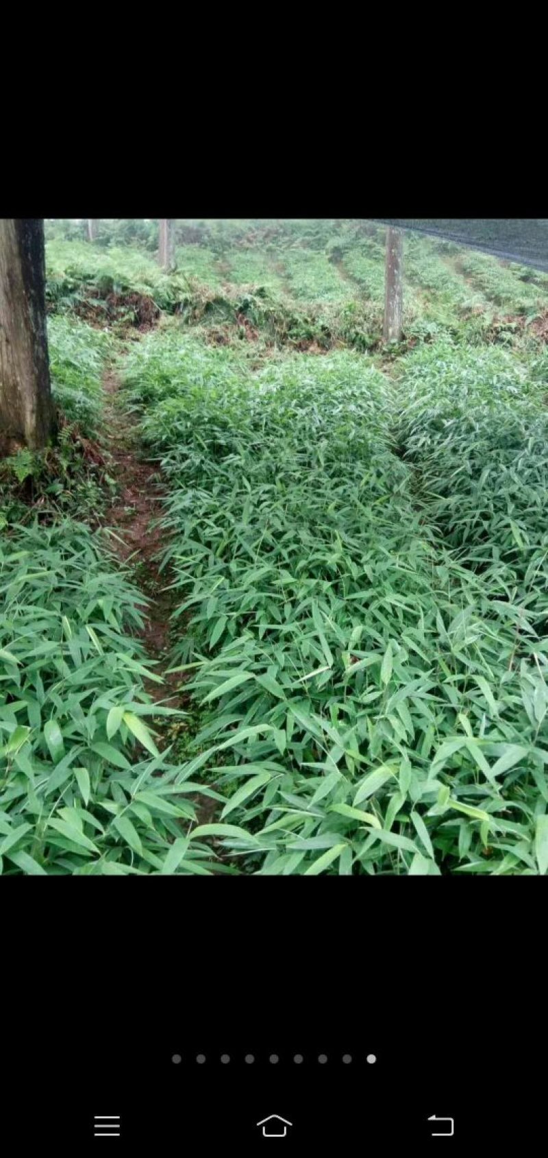 正宗方竹裸苗和杯苗批发也称金佛山方竹苗
