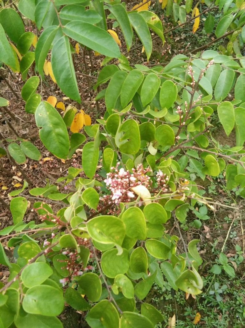 杨桃苗！嫁接苗！规格大小都有
