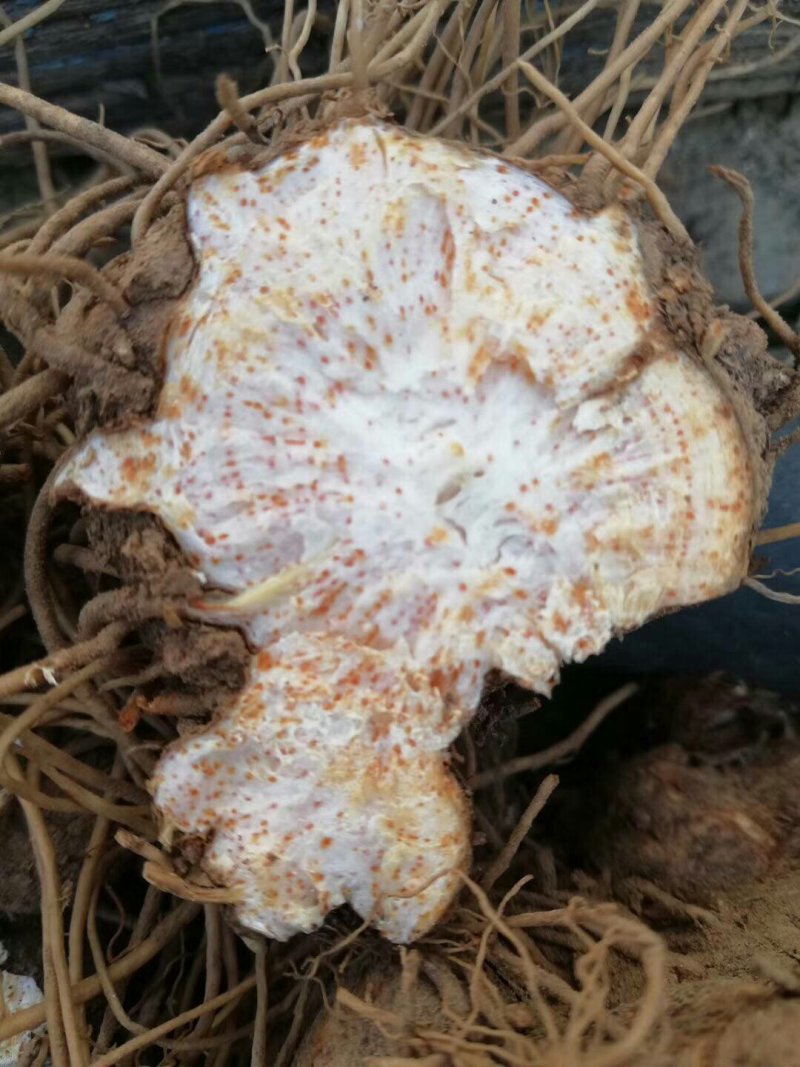 赤峰道地苍术籽野生移栽苍术朱砂素含量很高，出苗率95以上