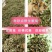 赤峰道地苍术籽野生移栽苍术朱砂素含量很高，出苗率95以上