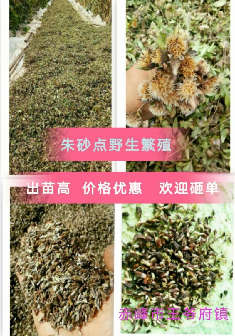 赤峰道地苍术籽野生移栽苍术朱砂素含量很高，出苗率95以上