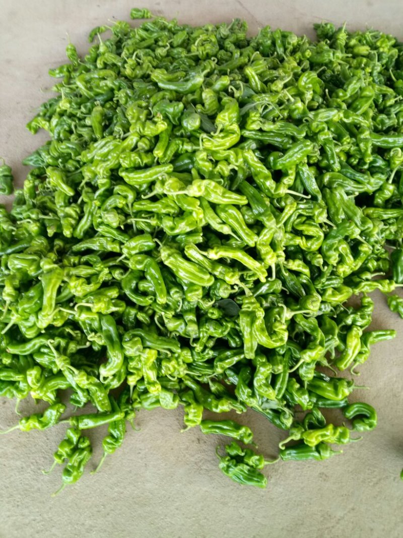 鲜辣椒芜湖椒（薄皮椒），产地直供，量大、合作共赢。
