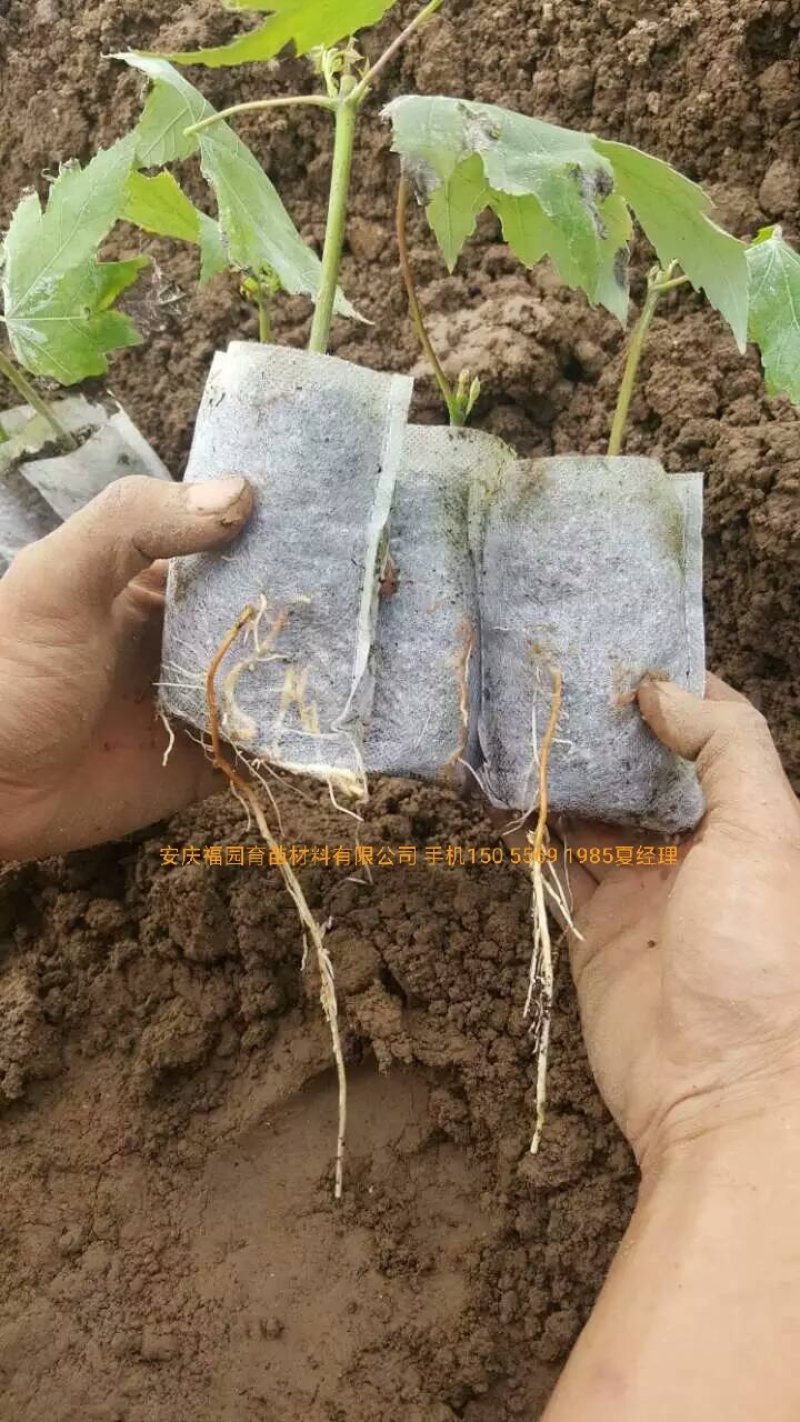无纺布育苗袋，植树袋，营养杯营养袋