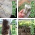 无纺布育苗袋，植树袋，营养杯营养袋