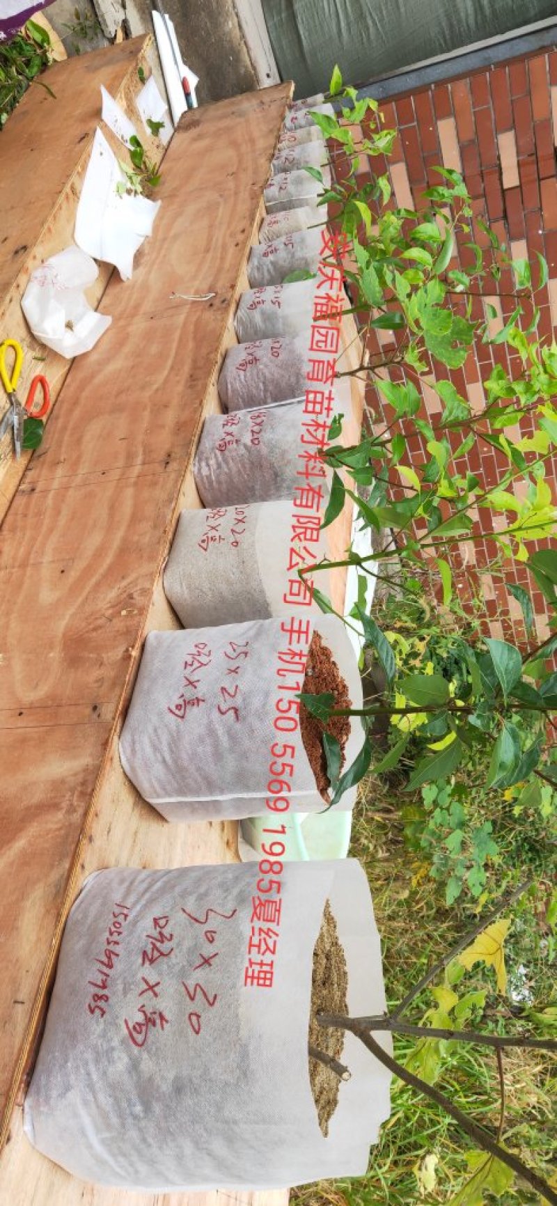 无纺布育苗袋，植树袋，营养杯营养袋