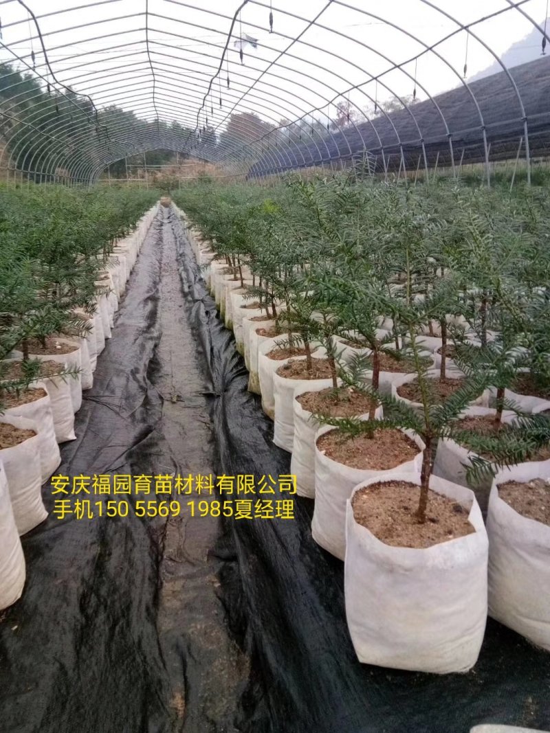 可降解无纺布育苗袋，育苗容器杯
