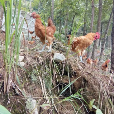 林中青脚土鸡