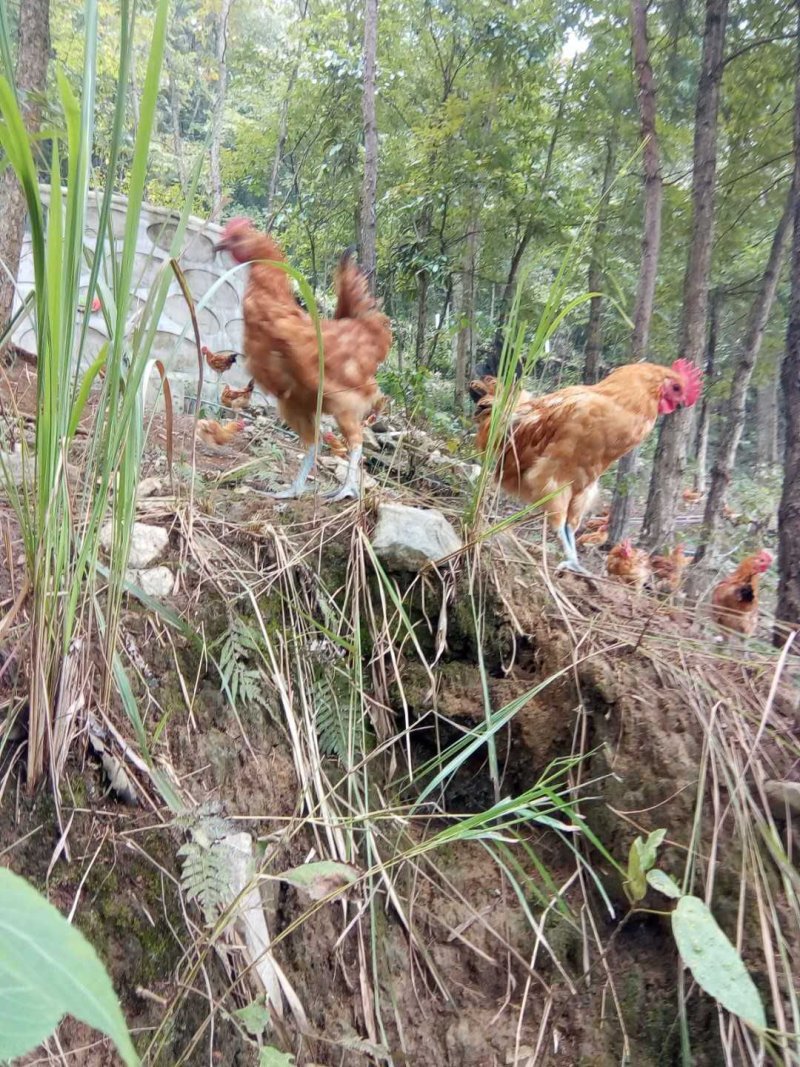 林中青脚土鸡