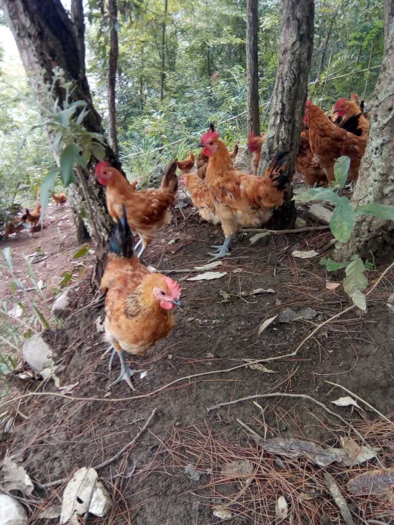 林中青脚土鸡