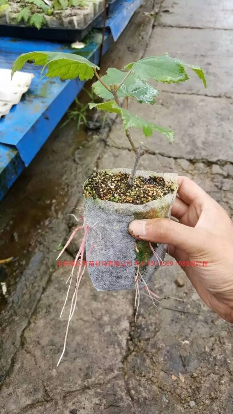 无纺布育苗袋