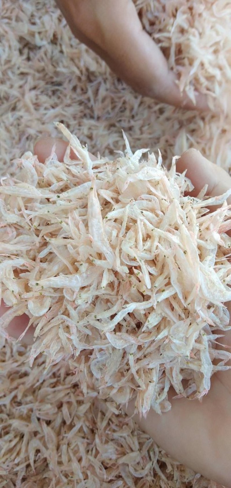 天然生哂虾皮