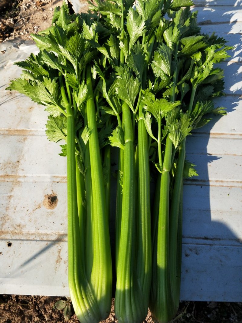 法国皇后芹菜高度70厘米左右，质量好，色泽好，量很大