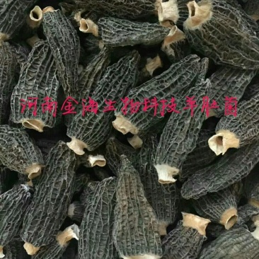 羊肚菌菌种推广和种植技术
