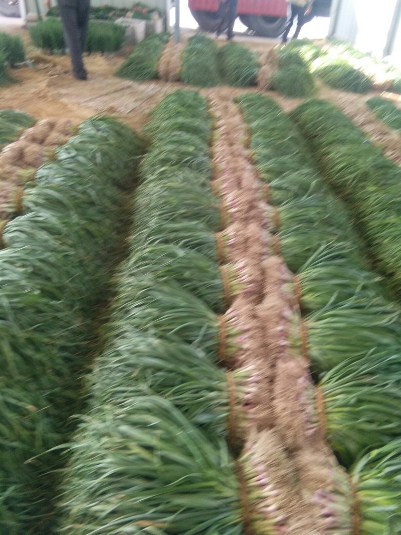 红根蒜苗