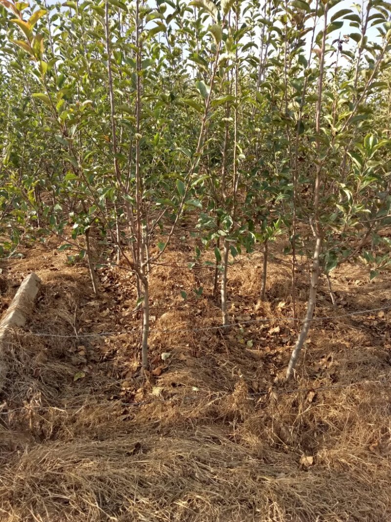 三到五公分占地苹果树量大树好