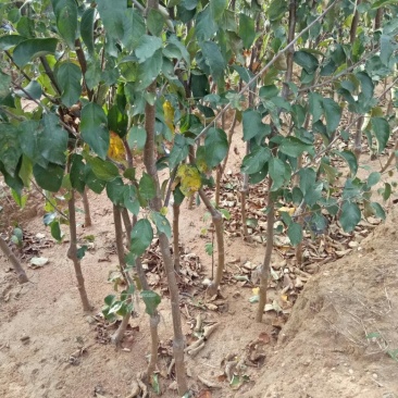 三到五公分占地苹果树量大树好