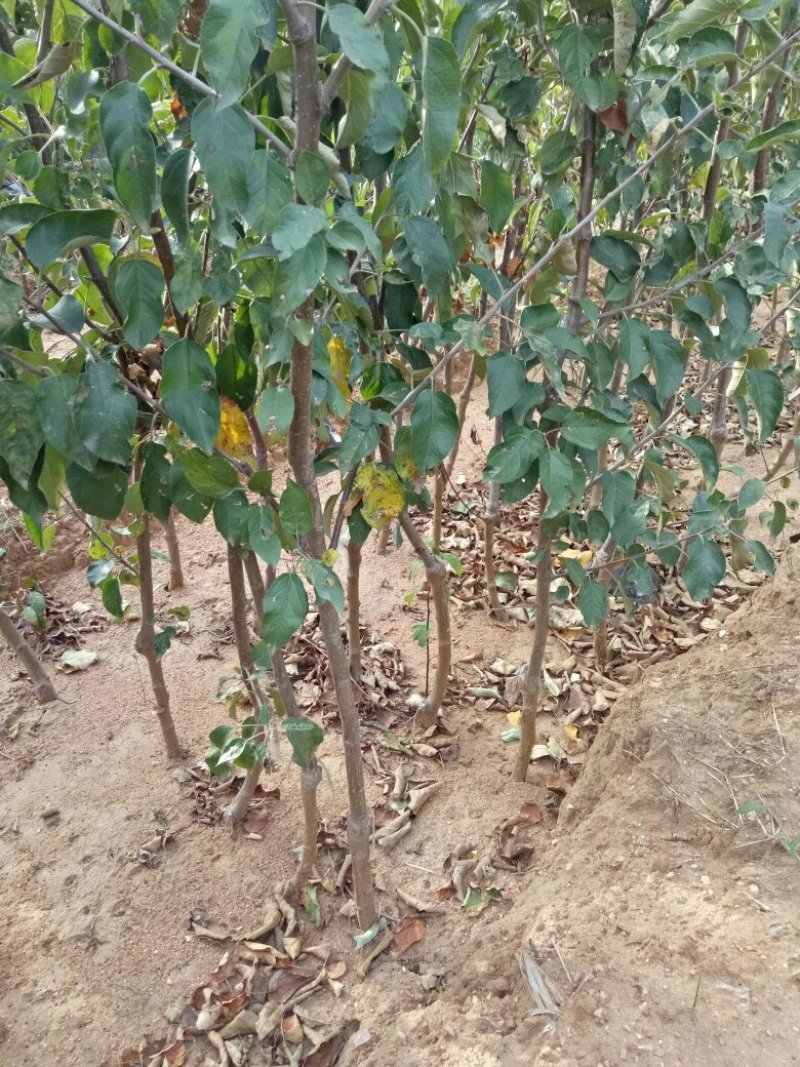 三到五公分占地苹果树量大树好