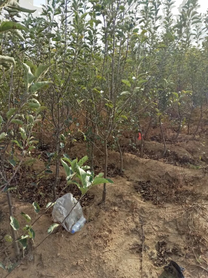 三到五公分占地苹果树量大树好