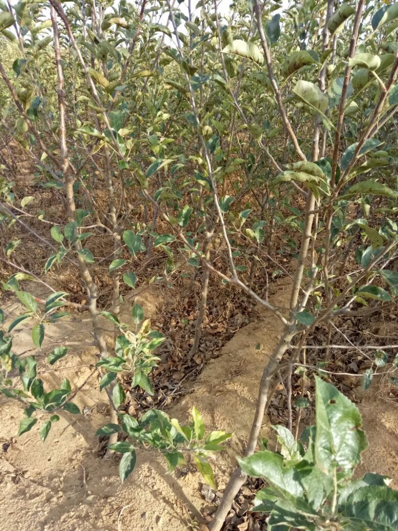 三到五公分占地苹果树量大树好