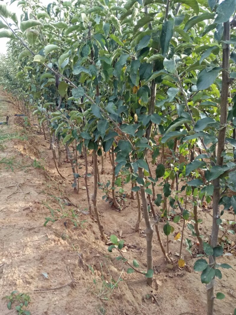 三到五公分占地苹果树量大树好