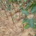 三到五公分占地苹果树量大树好