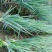 秋葱大量上市，货源充足，信誉至上，望新老客户前来购买，服