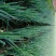 秋葱大量上市，货源充足，信誉至上，望新老客户前来购买，服