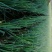 秋葱大量上市，货源充足，信誉至上，望新老客户前来购买，服