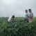甜蜜蓝宝石葡萄苗
