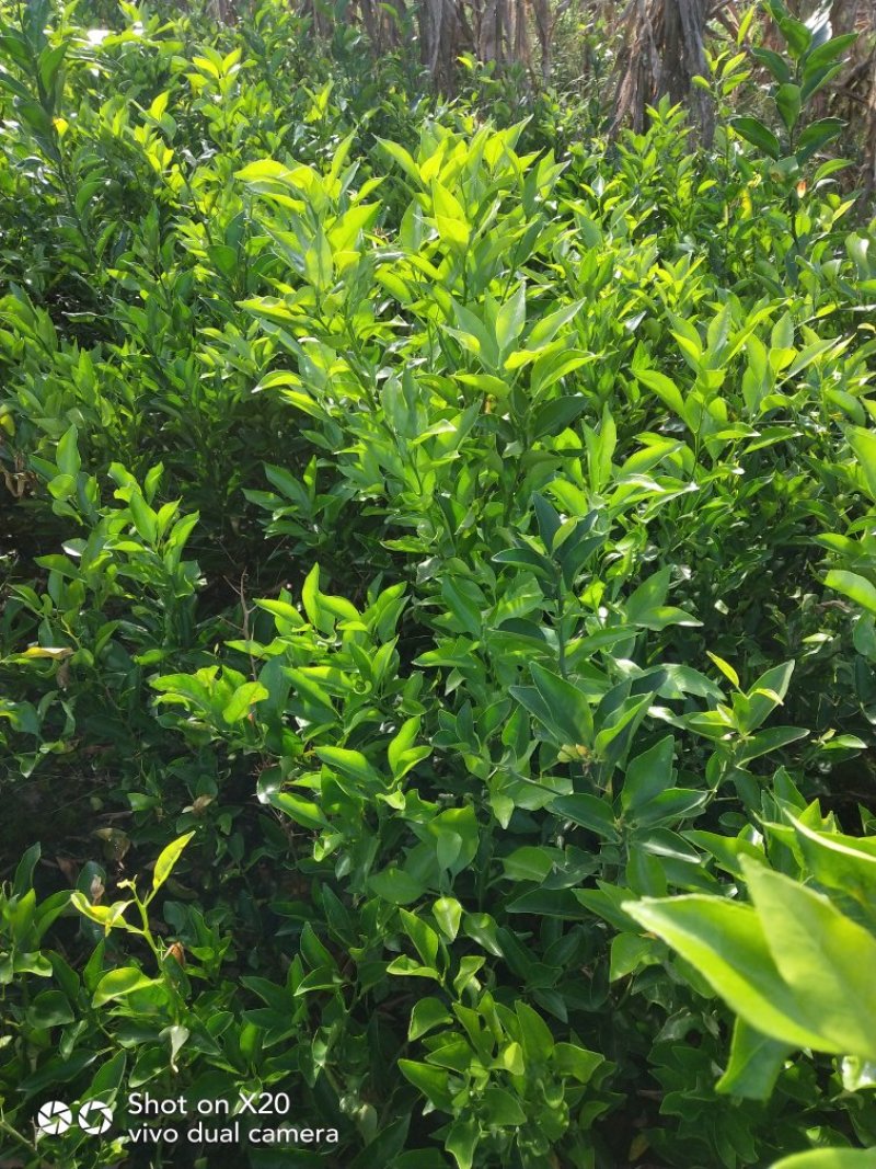 春见苗巜粑粑柑苗》技术支持