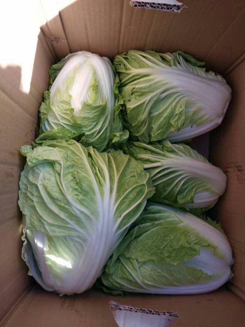 苏北地区精品夏阳白菜大量供应中！2~3斤净菜