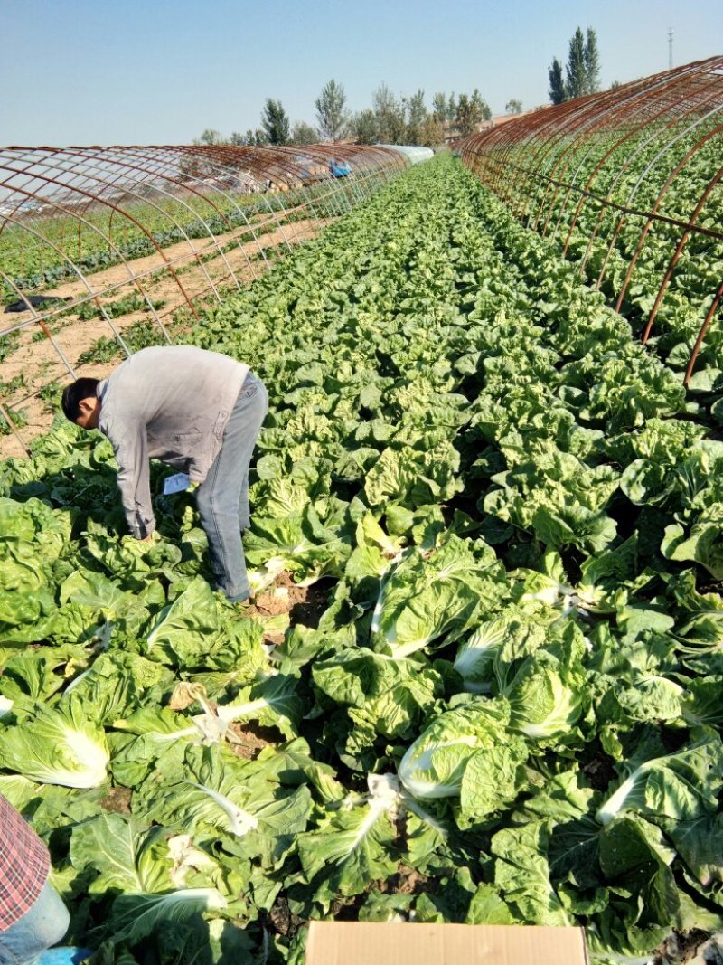 苏北地区精品夏阳白菜大量供应中！2~3斤净菜