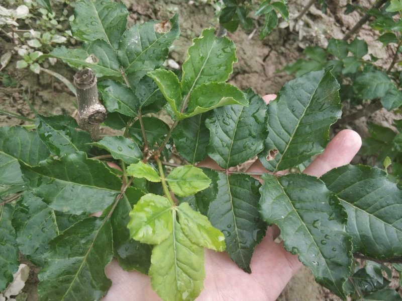 大红袍伏椒无刺花椒接穗狮子头无刺接穗甘肃陇南武都大红袍