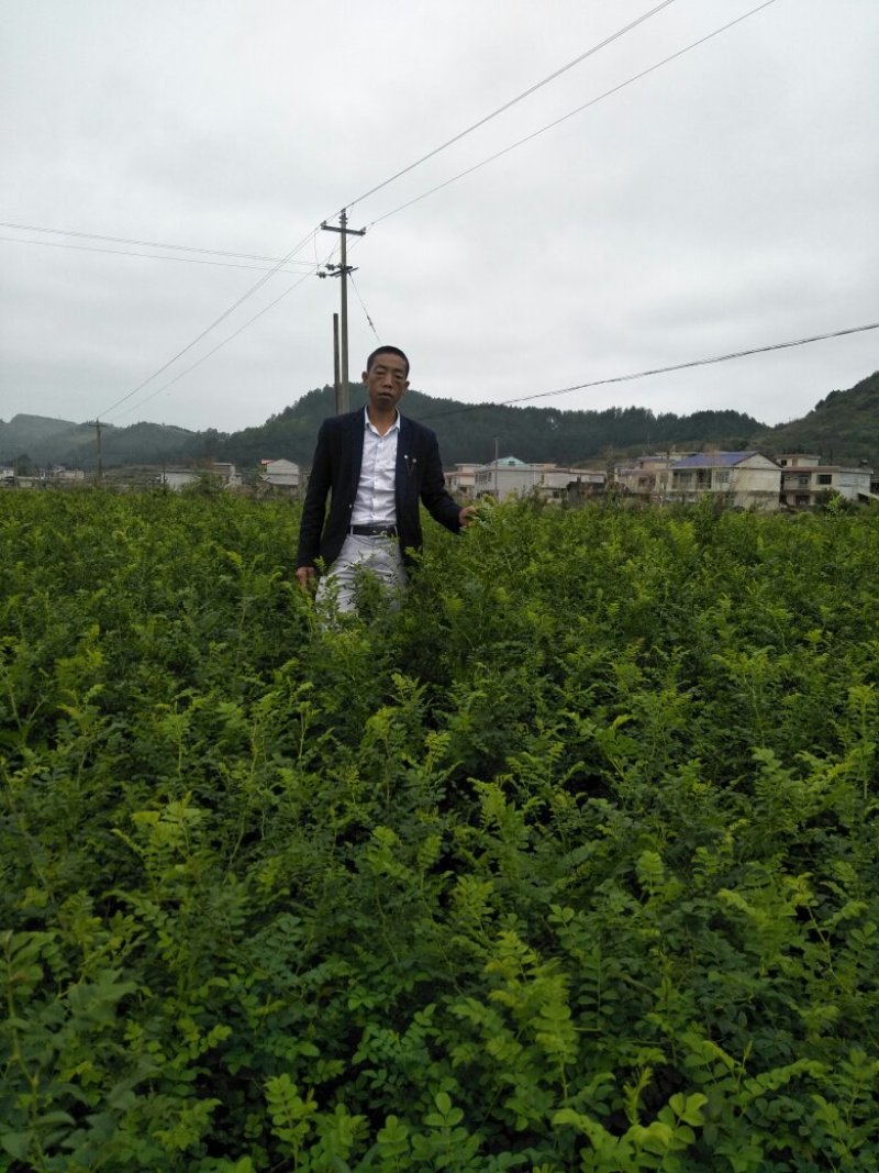 刺梨苗